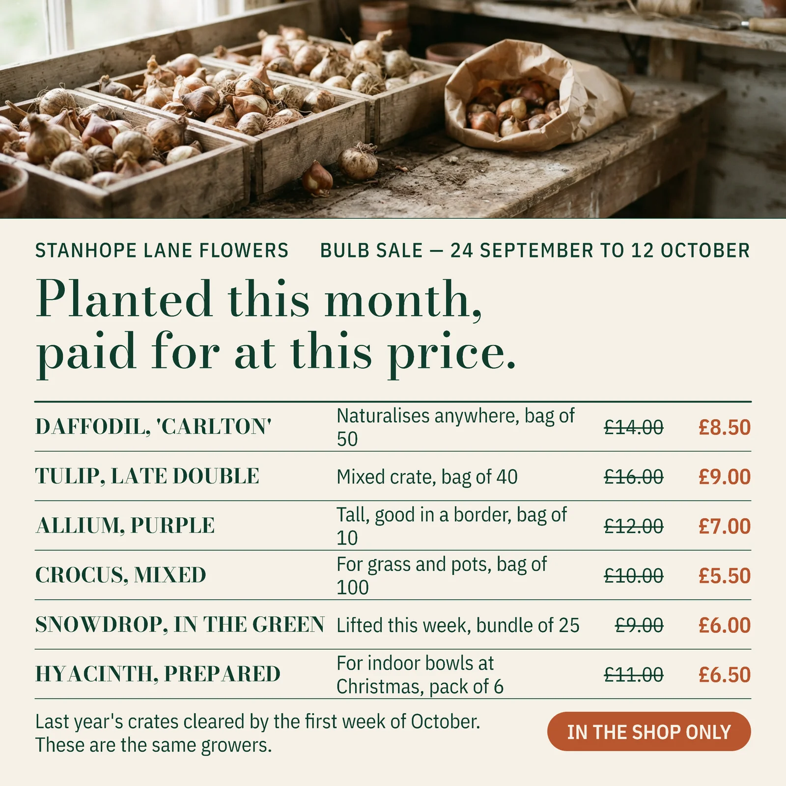 Ivory Terracotta Ruled Catalogue Florist Bulb Sale Facebook Ad — 1:1 Facebook ad template