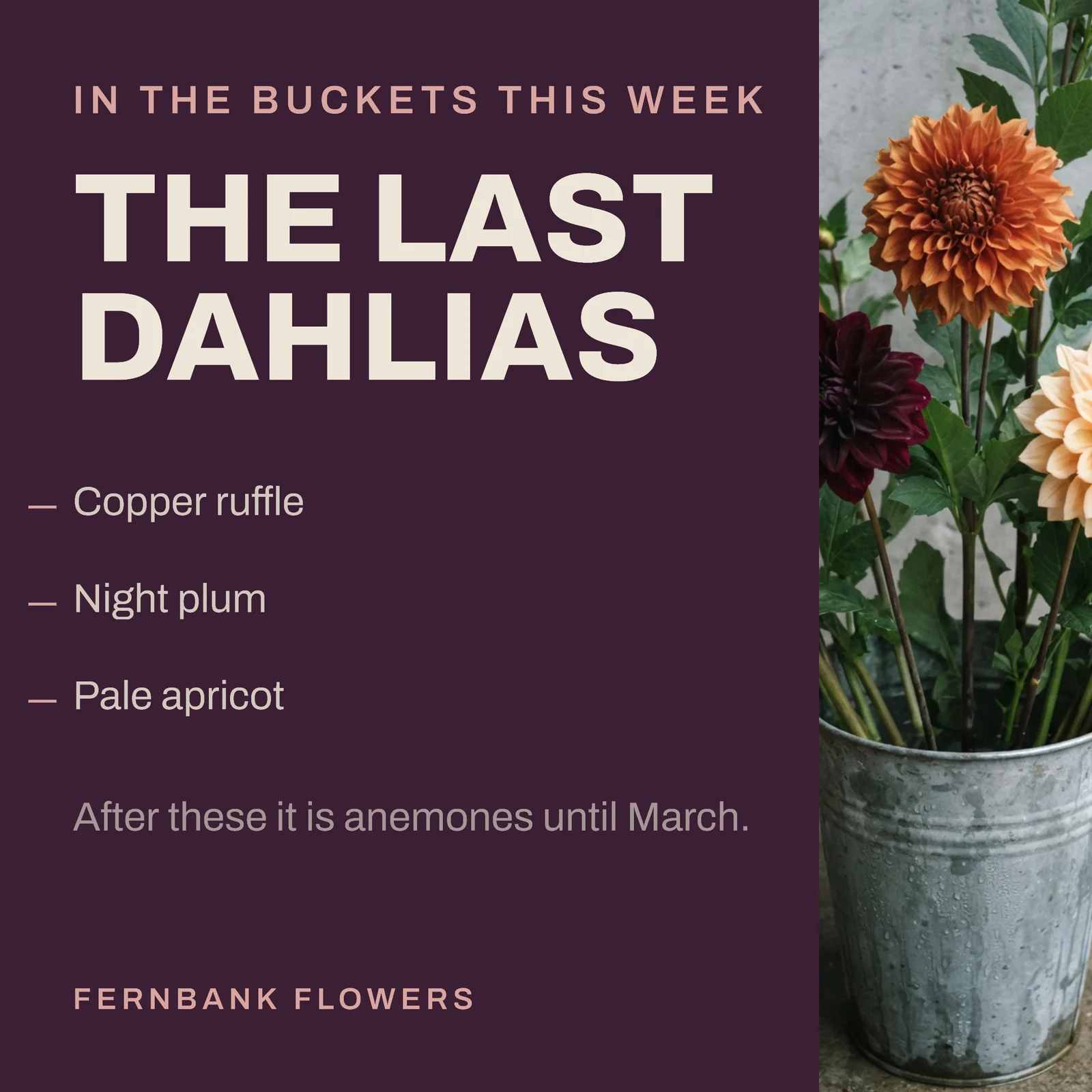 Aubergine Photo Rail Village Florist Black Friday Last Dahlias Instagram Post — 1:1 Instagram post template